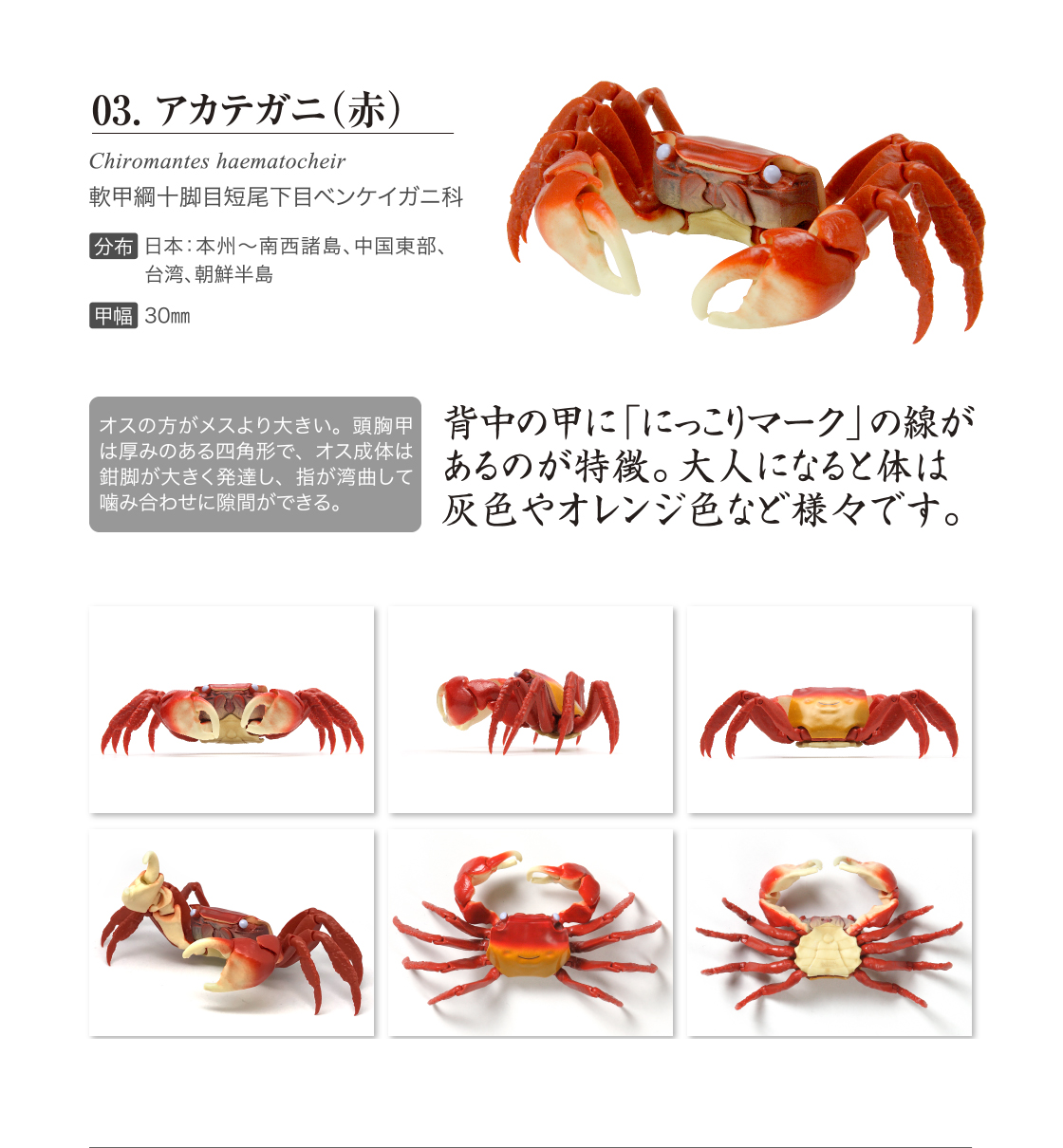 かに02｜いきもの大図鑑｜ガシャポンオフィシャルサイト