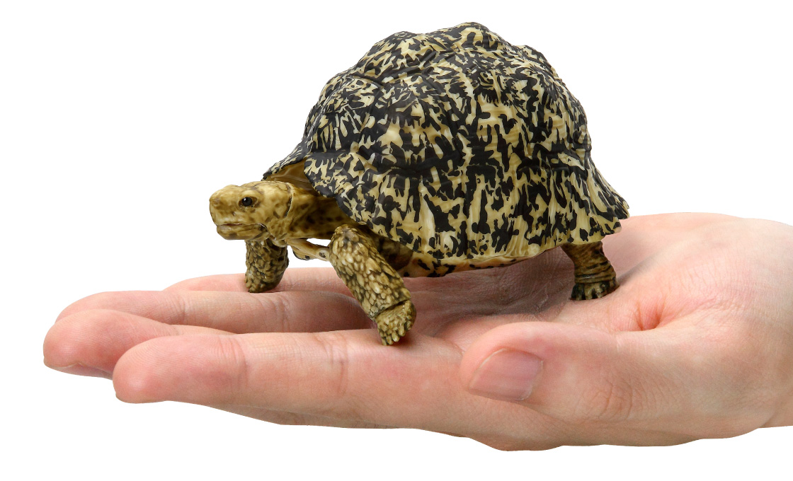 かめ05｜いきもの大図鑑｜ガシャポンオフィシャルサイト