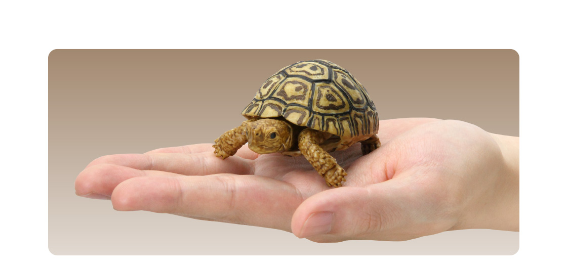 かめ05｜いきもの大図鑑｜ガシャポンオフィシャルサイト