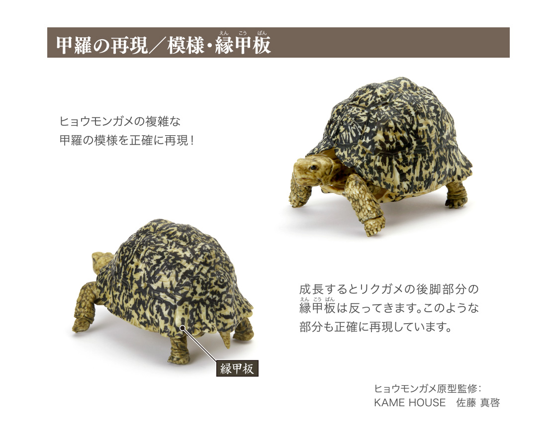 かめ05｜いきもの大図鑑｜ガシャポンオフィシャルサイト