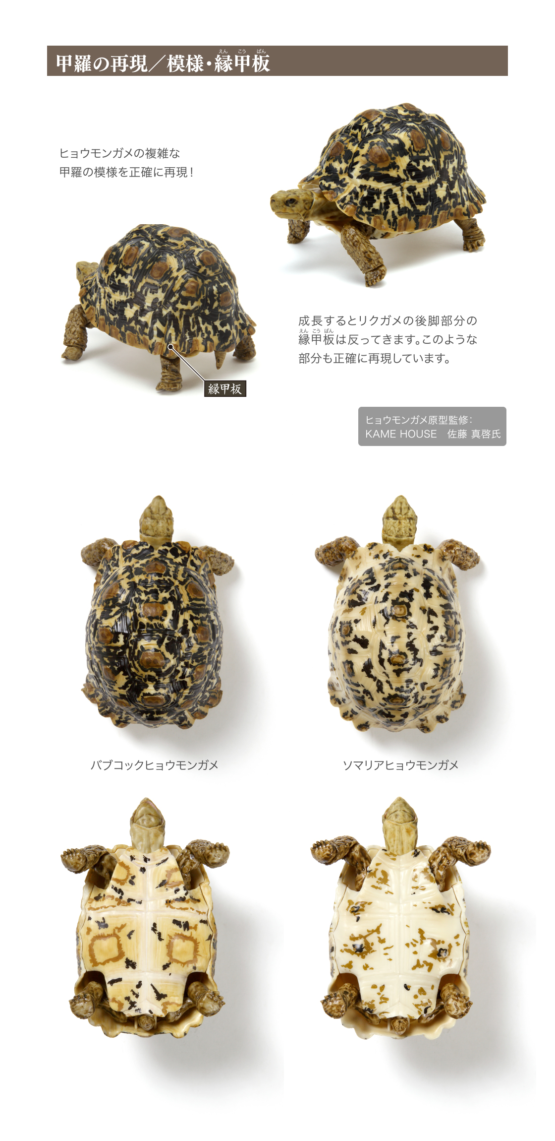 いきもの大図鑑 かめ06｜いきもの大図鑑｜ガシャポンオフィシャルサイト