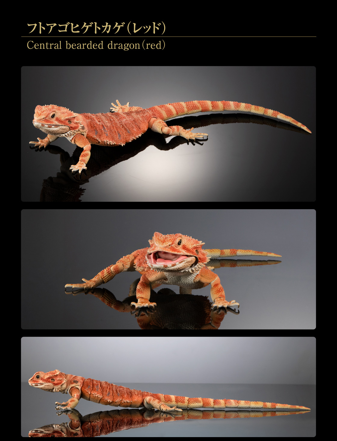 いきもの大図鑑プレミアム フトアゴヒゲトカゲ｜いきもの大図鑑