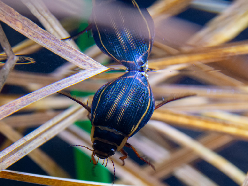 マルガタゲンゴロウ - ゲンゴロウ・タガメ飼育ブログ
