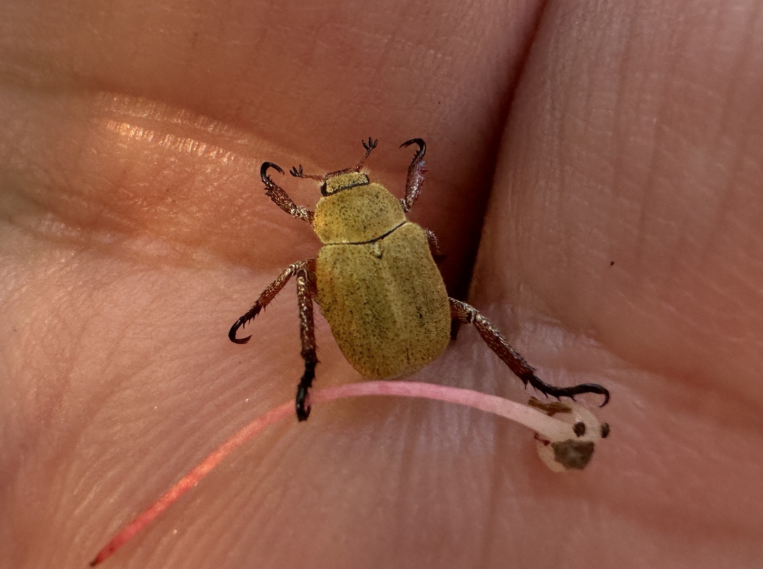 アシナガコガネ | GreenBreeze