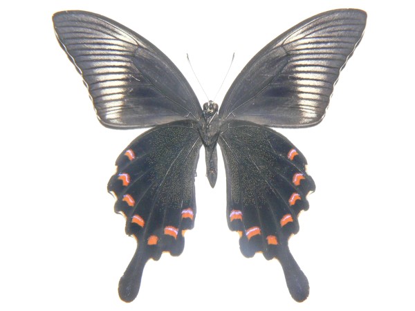 カラスアゲハ - 昆虫研究所