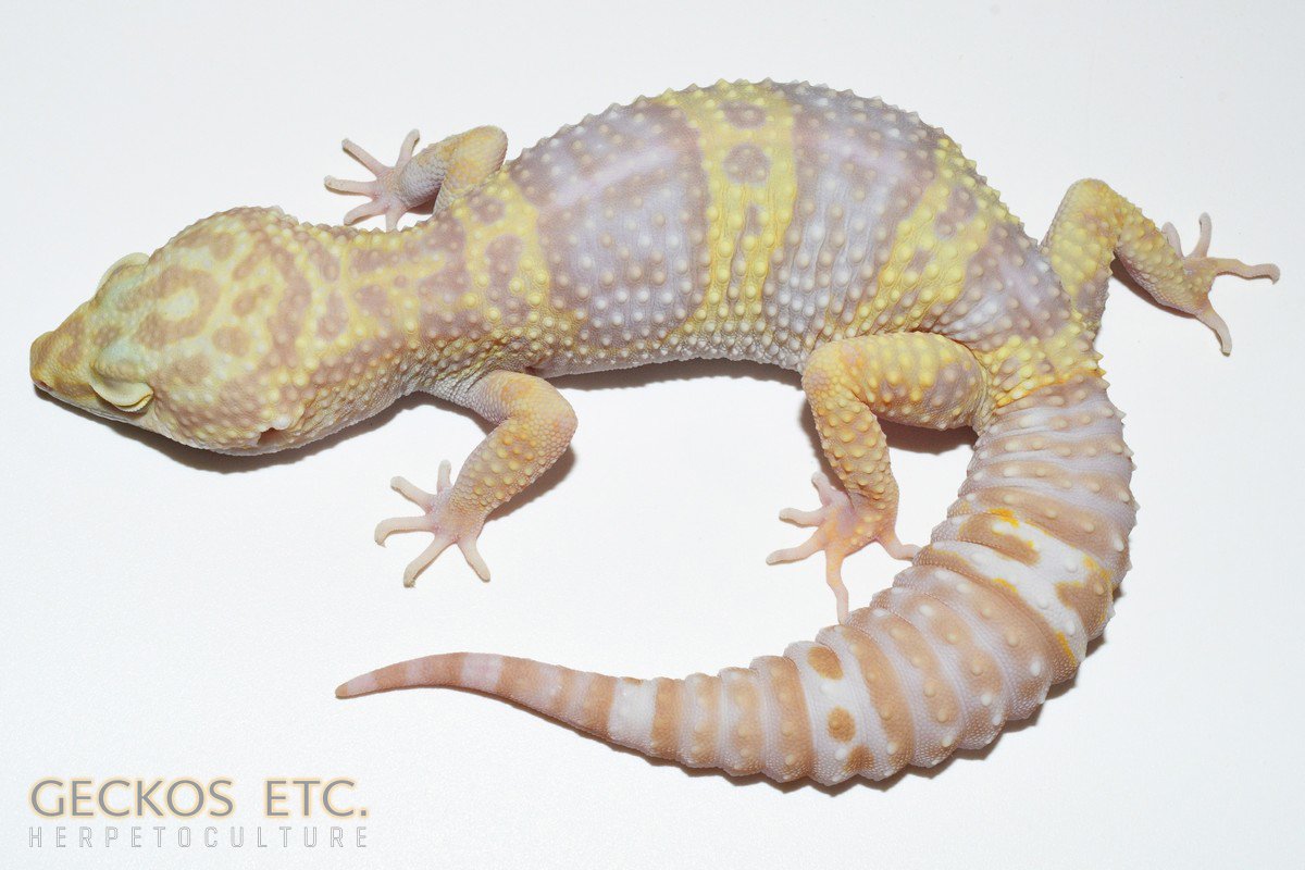 未開封品 OZWRT Agave Leaf Tailed Gecko 未開封品 OZWRT Agave Leaf