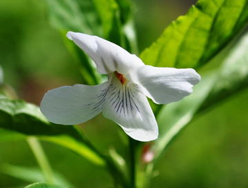 GKZ植物事典・タデスミレ（蓼菫）