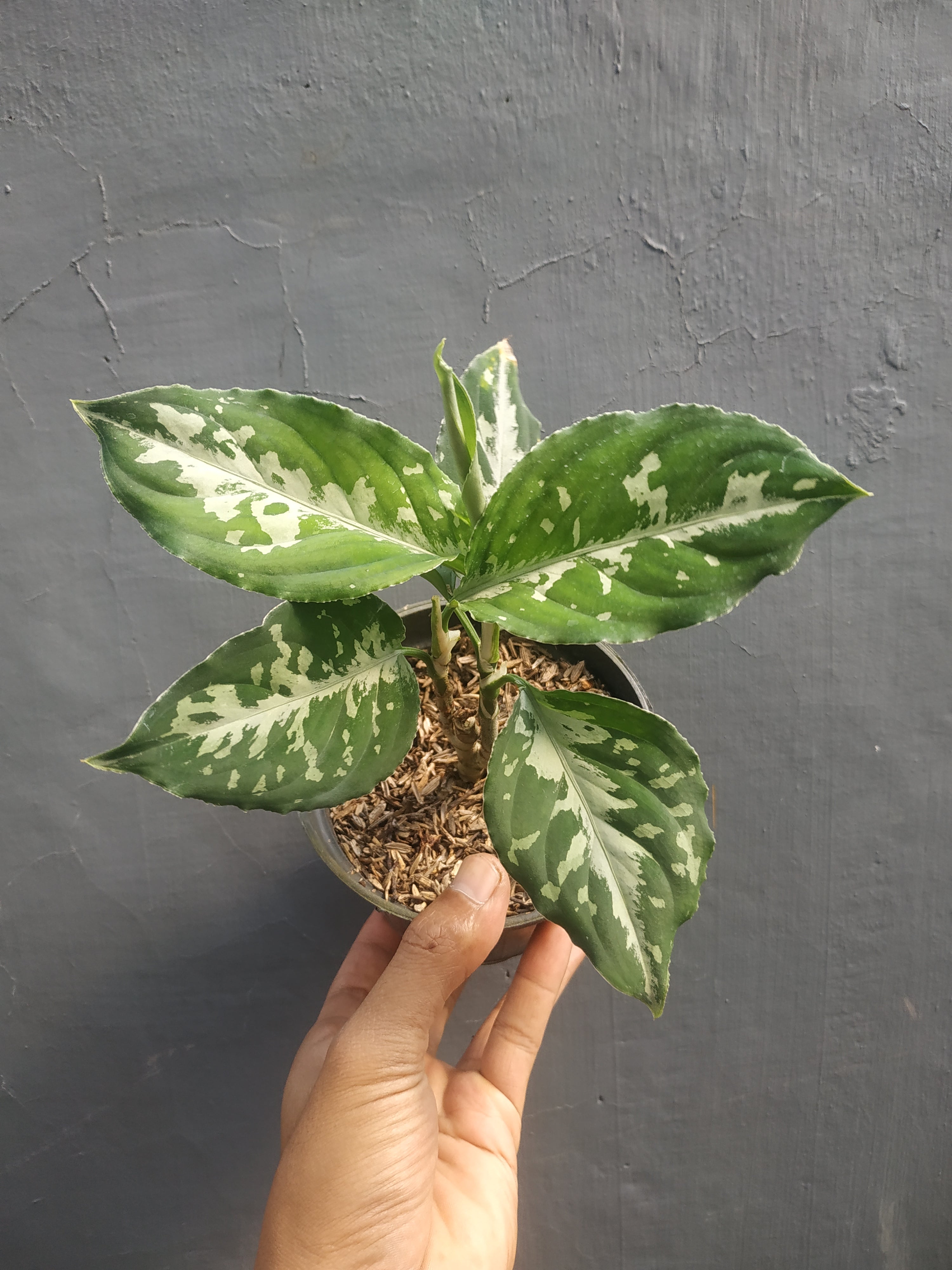 Aglaonema Pictum Bicolor – Giant Tropical Nursery