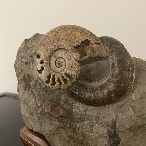 アンモナイト ｜ 名古屋 北岡技芳堂