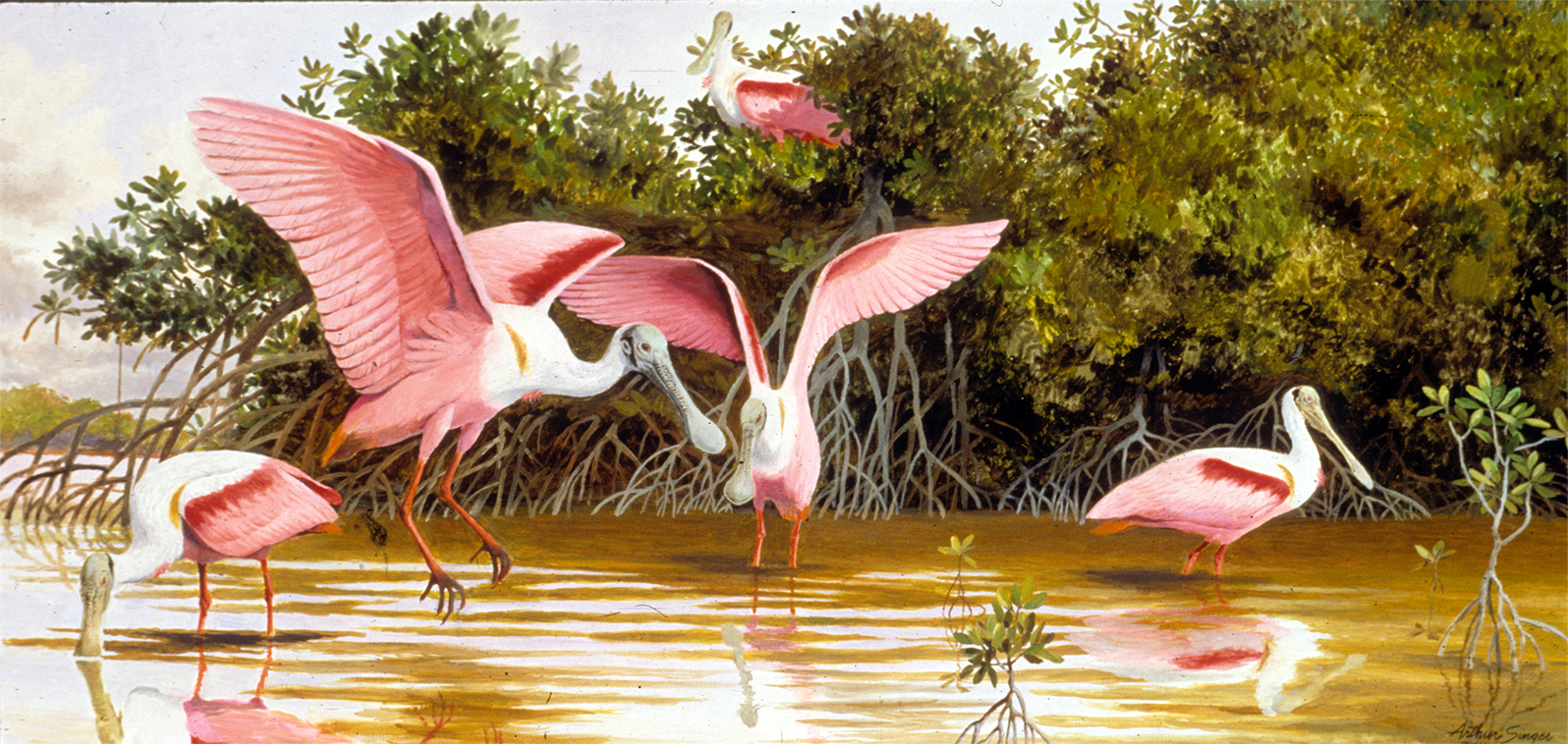 Arthur Singerアーサーシンガー！フラミンゴバレット。鳥のArtist