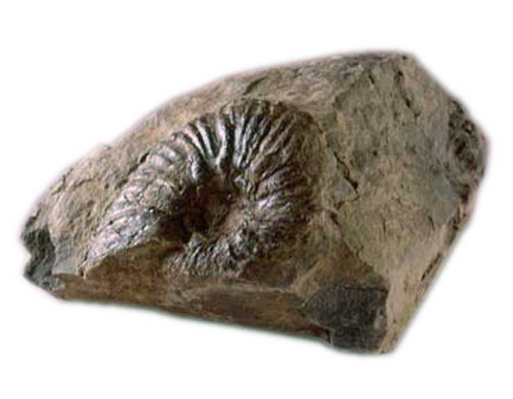 白亜紀資料館の展示物 -アンモナイト化石-