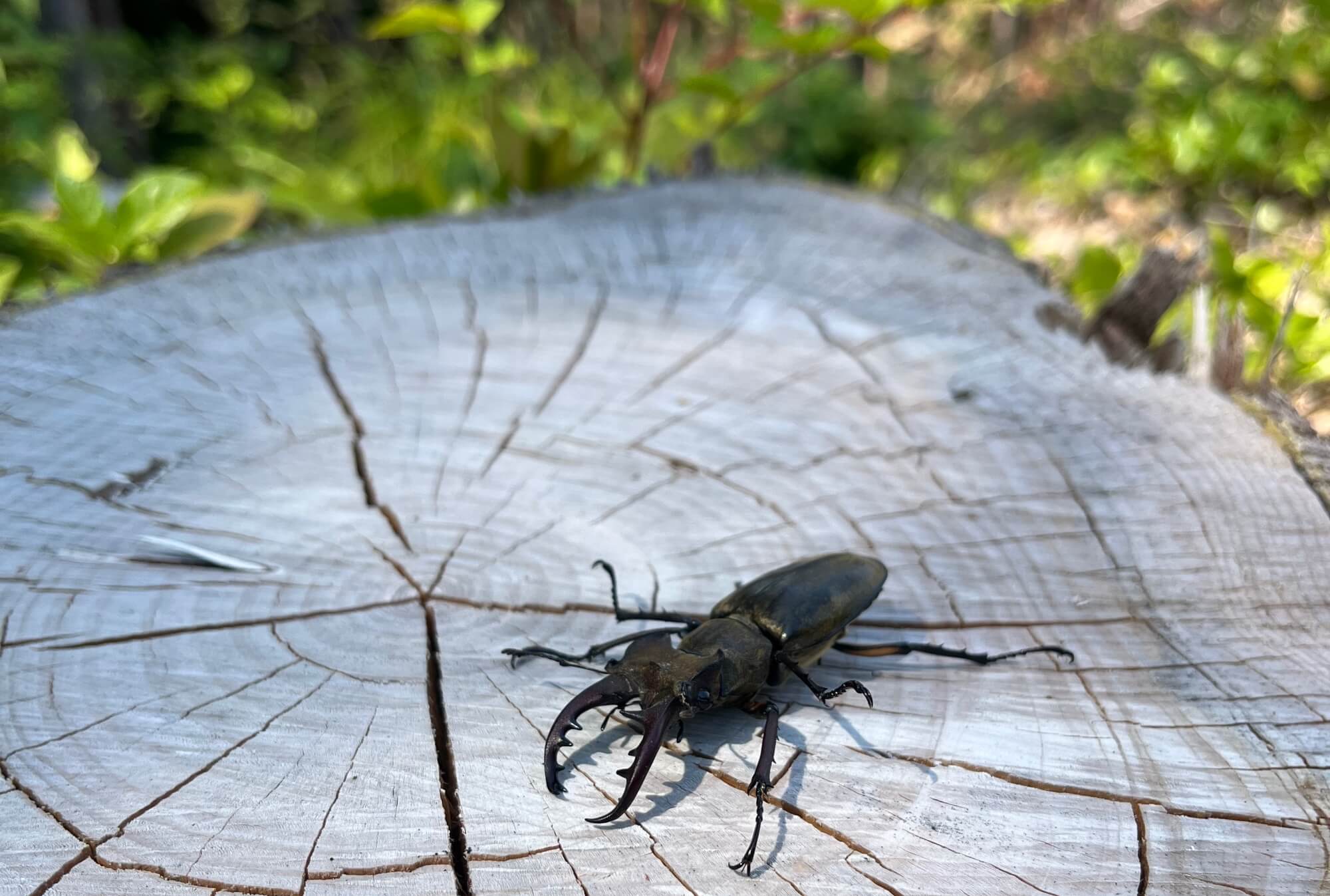カブトムシ／クワガタ採集体験】夏季限定！カブトムシ・クワガタが