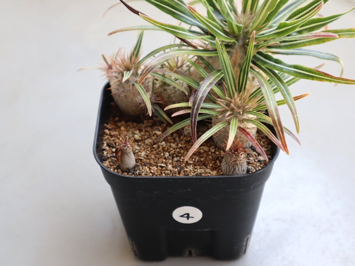 自家産グラキリス実生記録（2022年7月播種）【10ヶ月経過・植替え