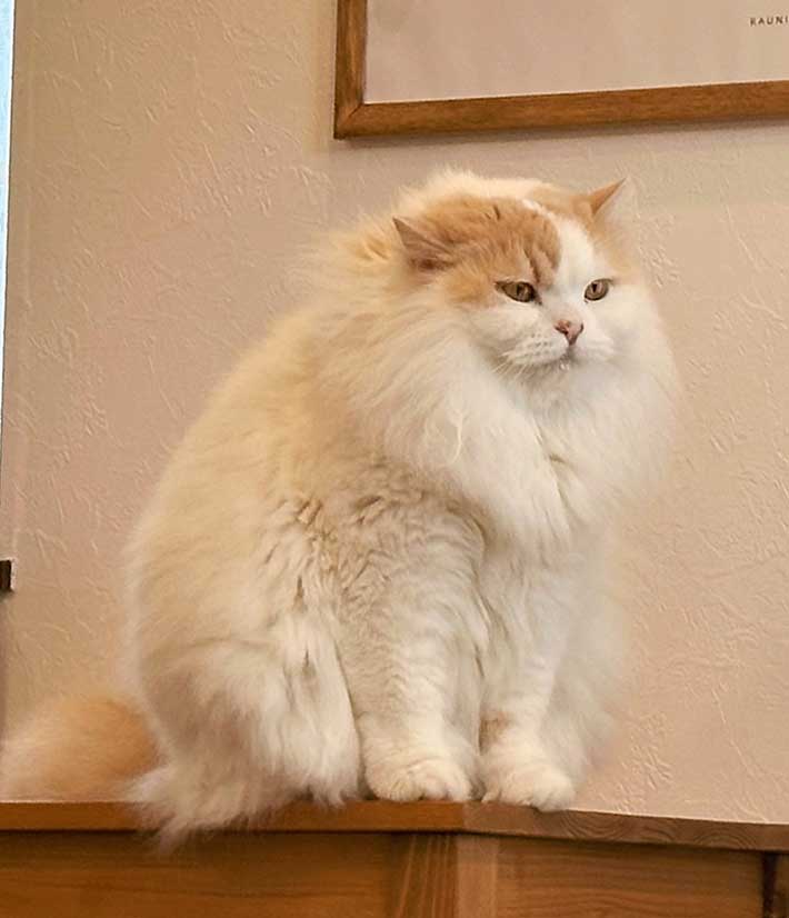 え、こんな変わる？」 冬毛になった猫に「もはや別猫」「貫禄がすごい