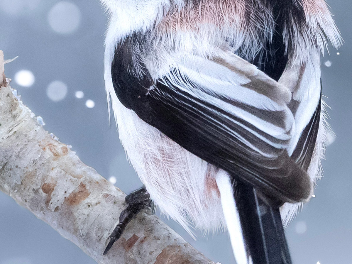 何か考え事？」 激写したシマエナガ、物憂げな表情に反響 – grape