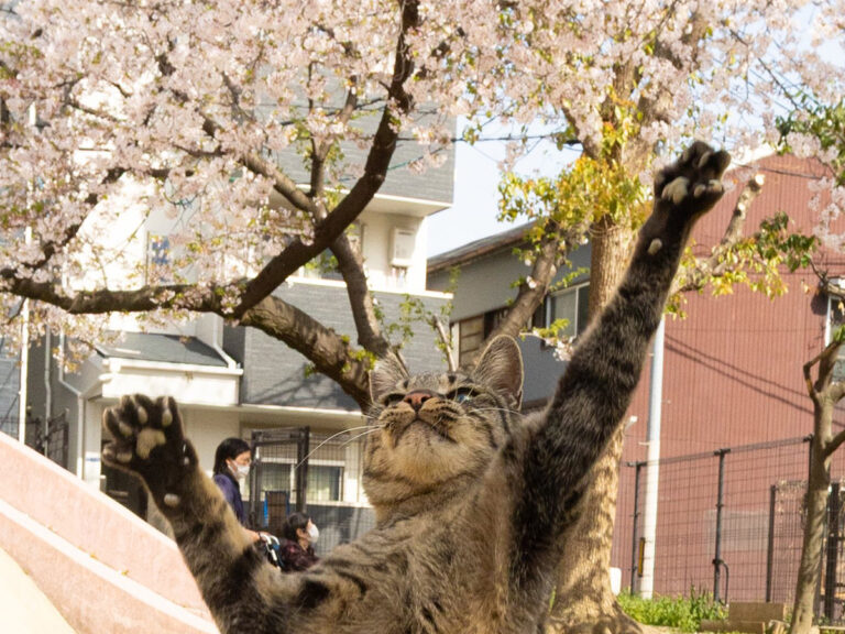 2本脚で立つ猫 その姿がまるで…？「なんだか元気をもらえた」 – grape