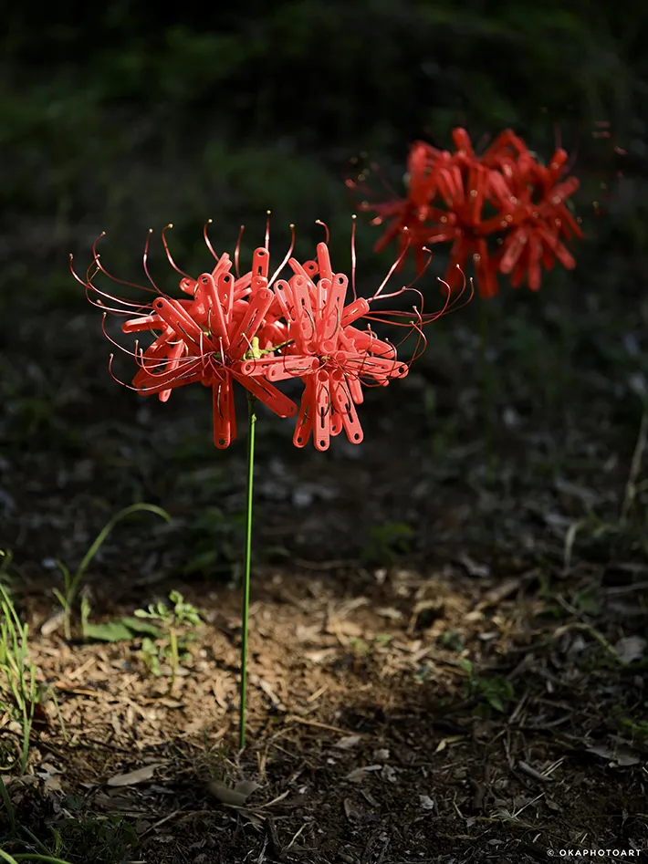 美しい彼岸花と思いきや？ 花の正体に「見事に騙された」「本物にしか