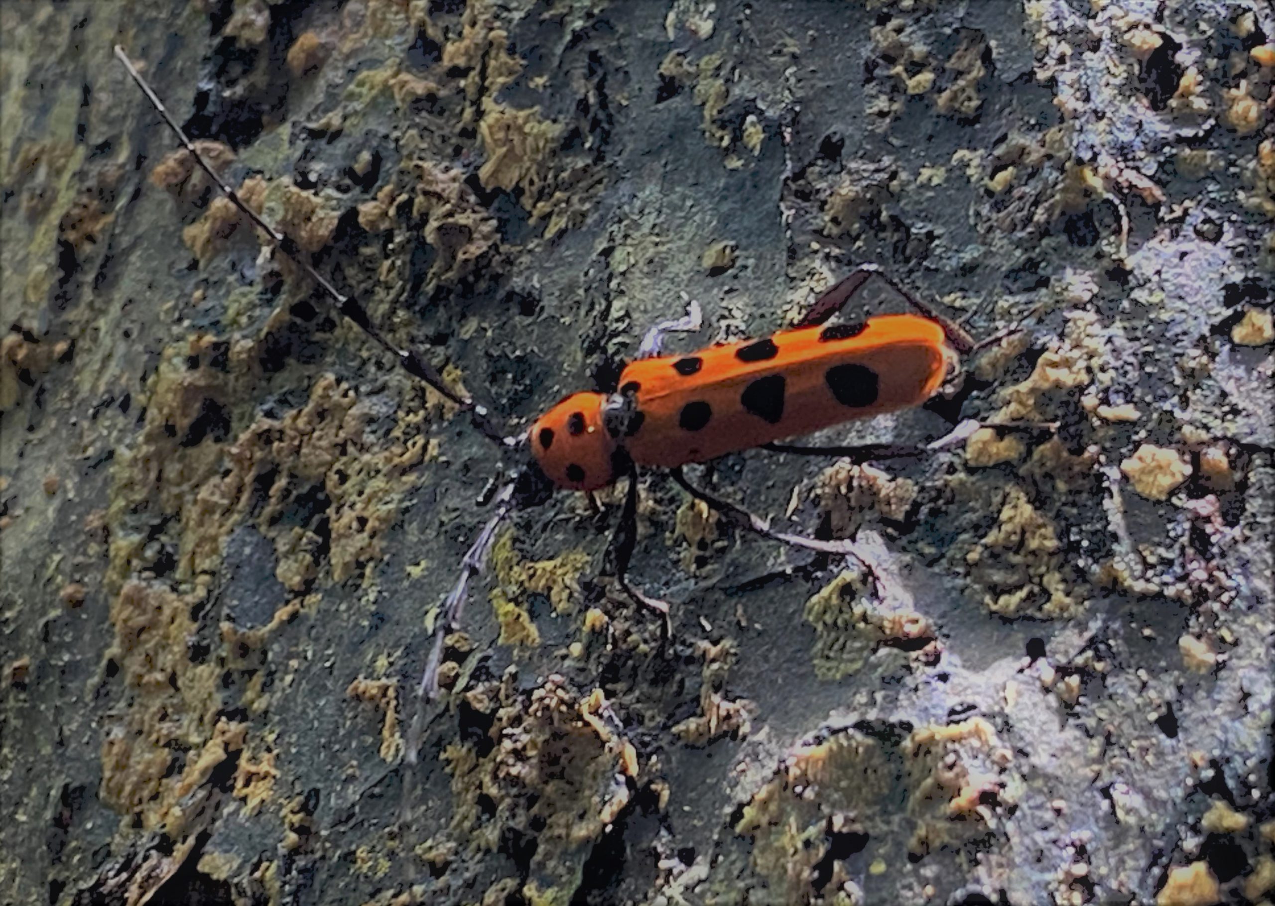 フェリエベニボシカミキリ | GreenBreeze