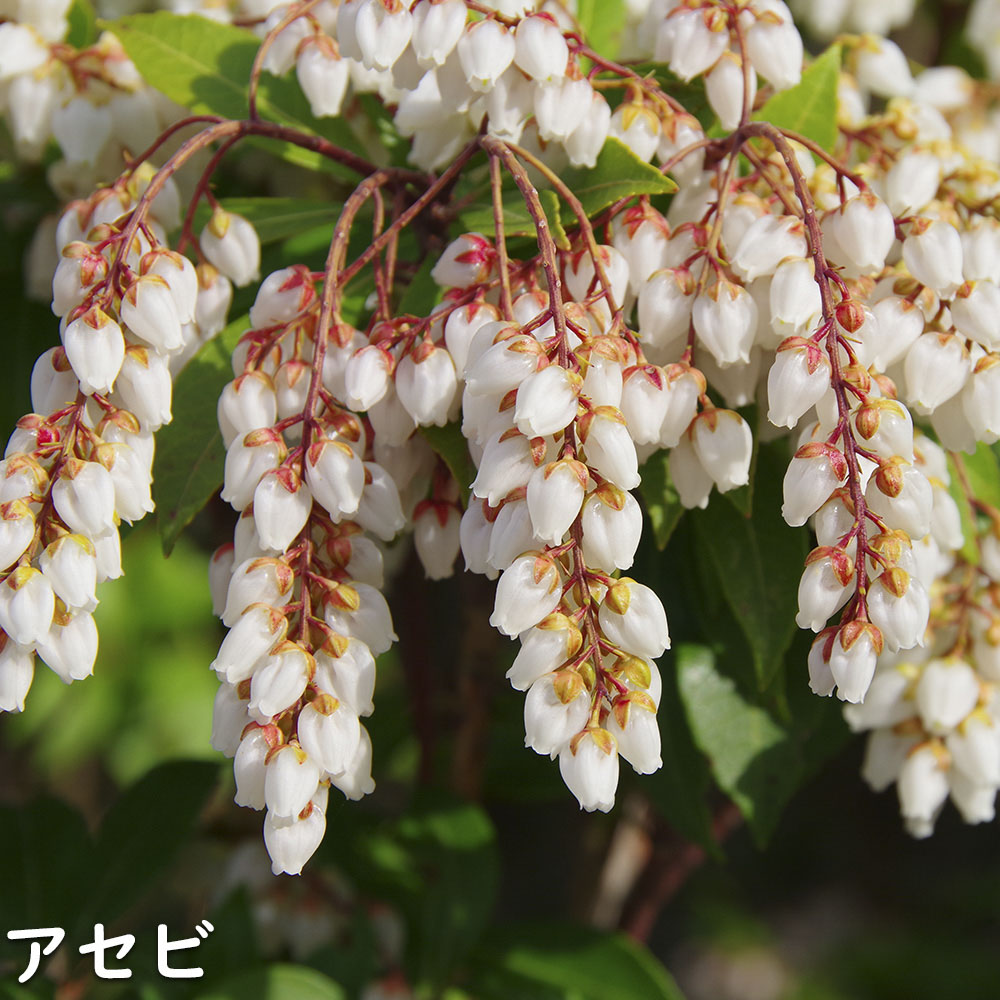 アセビ 苗木 販売 トオヤマグリーン