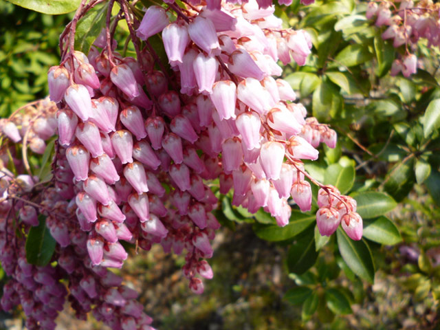 アセビ赤花 苗木 販売 トオヤマグリーン