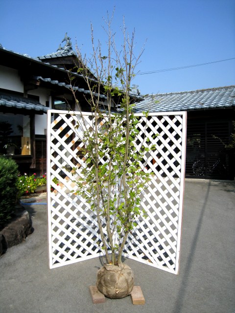 シロモジ 苗木 販売 トオヤマグリーン