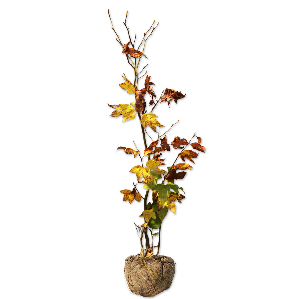 シロモジ 苗木 販売 トオヤマグリーン