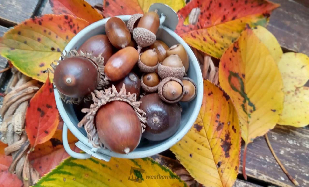 どんぐり発見！ 注目の空の写真 ウェザーニュース