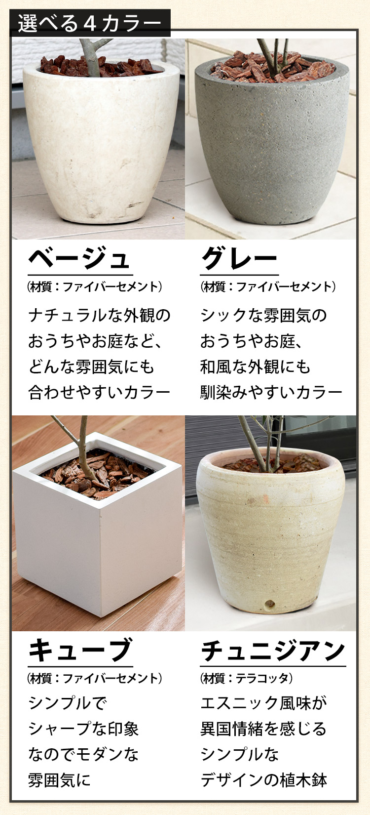 ユーカリ・ポポラス＆選べるデザイン鉢仕立て 鉢植え 観葉植物