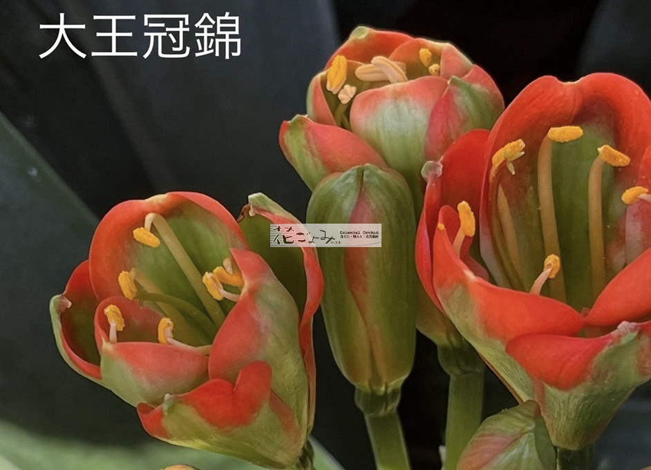 君子蘭【大王冠錦・白縞】最上柄 - 東洋蘭専門店 花ごよみ | 春蘭