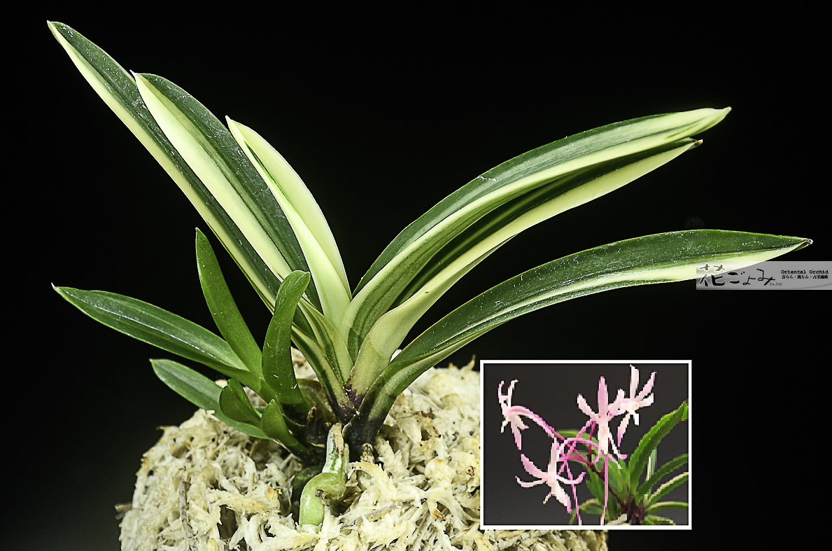 赤花【覆輪系・雪白縞・朱天王2】 - 東洋蘭専門店 花ごよみ | 春蘭