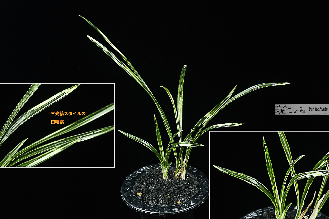 君子蘭【大王冠錦・白縞】最上柄 - 東洋蘭専門店 花ごよみ | 春蘭