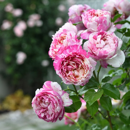 エドゥアール・マネ – はなはなショップ