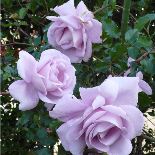 ローズシナクティフ – はなはなショップ