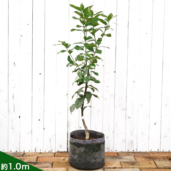 スイートレモネード レモン 苗 通販 苗木部 By 花ひろばオンライン