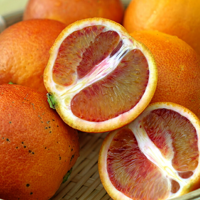 タロッコ ブラッドオレンジ 苗 販売 苗木部 By 花ひろばオンライン