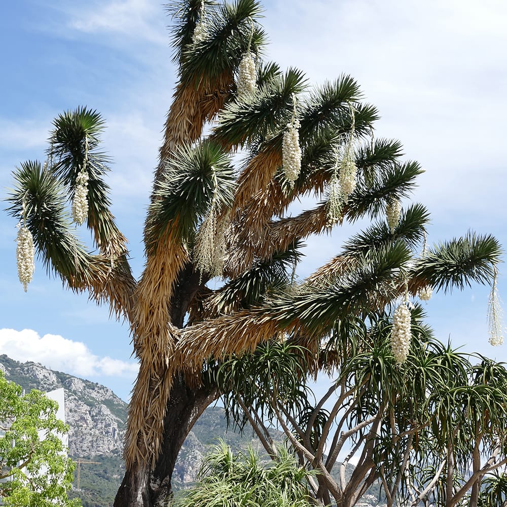 ユッカ フィリフェラ 苗 販売 苗木部 By 花ひろばオンライン