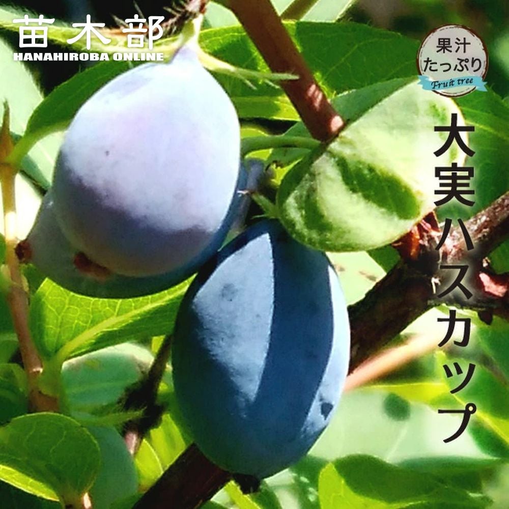 000000042511-01.jpg?size=l&w=