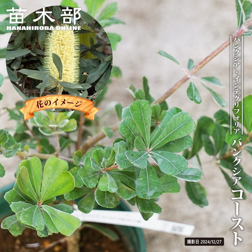 バンクシア インテグリフォリア コーストバンクシア 苗 販売 苗木部