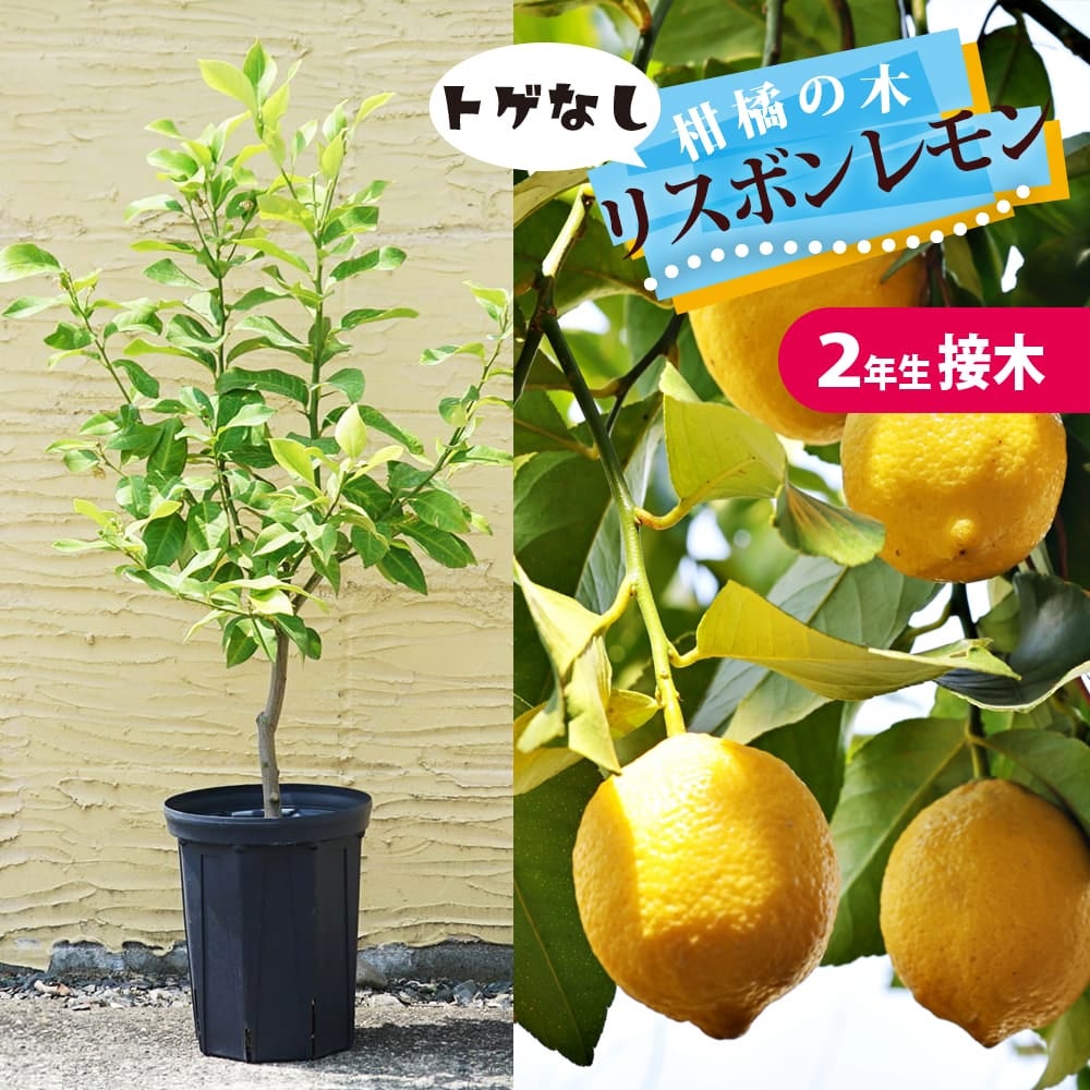 柑橘 レモン マイヤーレモン 苗 通販 苗木部 By 花ひろばオンライン