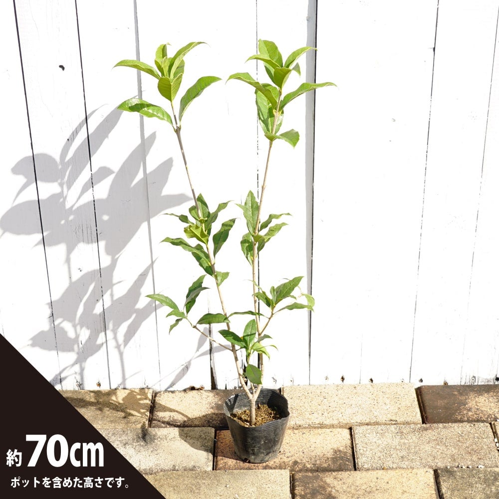 000000054274-03.jpg?size=l&w=