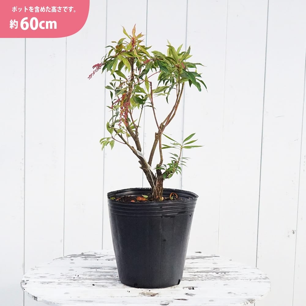 000000056058-04.jpg?size=l&w=