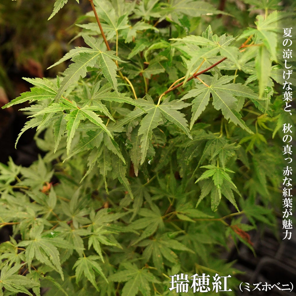 000000061074-01.jpg?size=l&w=