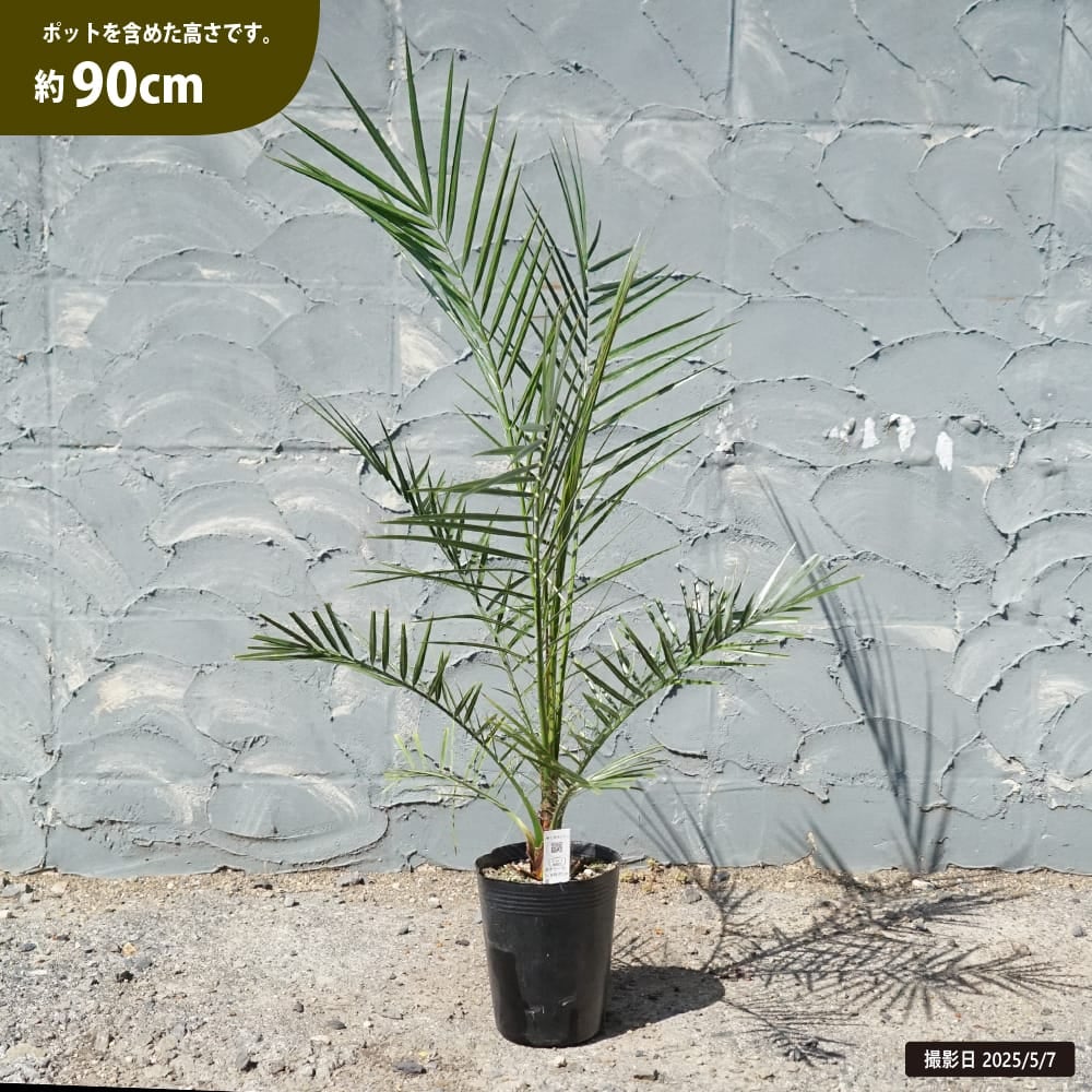 000000064200-01.jpg?size=l&w=