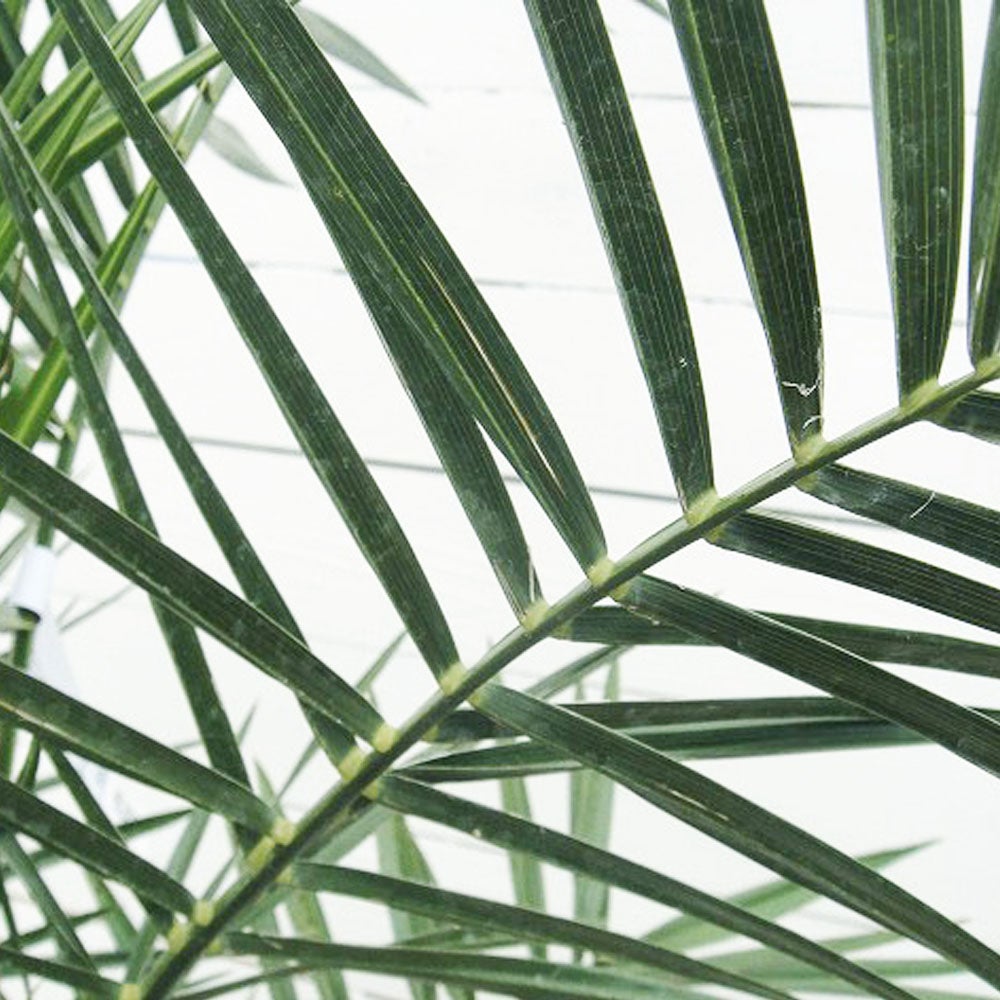 ヤシ カナリーヤシ 苗 販売 苗木部 By 花ひろばオンライン