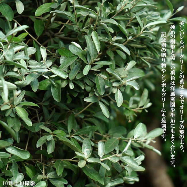 000000075155-05.jpg?size=l&w=