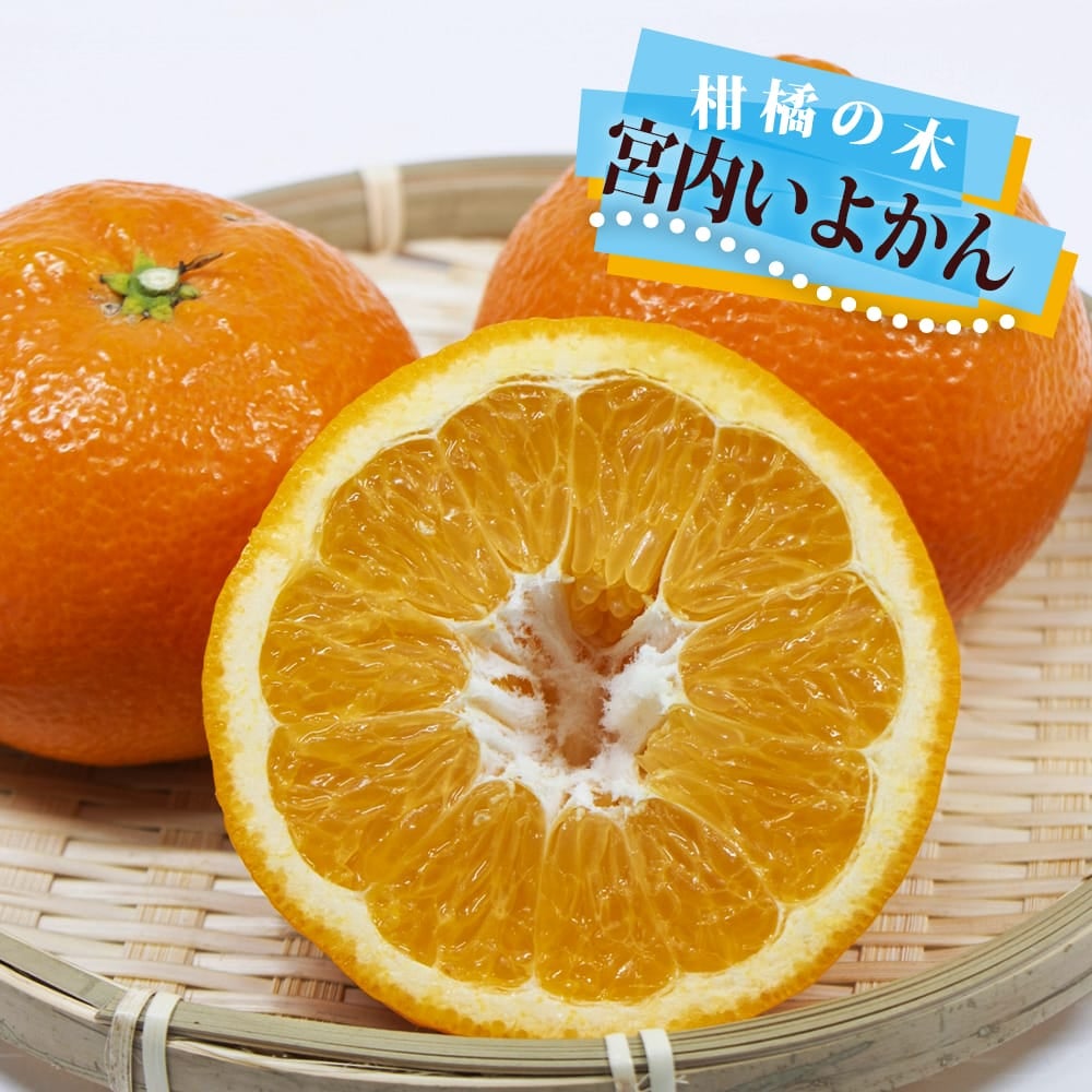 柑橘 タンゴール 麗紅 苗 販売 苗木部 By 花ひろばオンライン