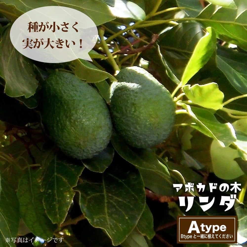 000000081406-01.jpg?size=l&w=