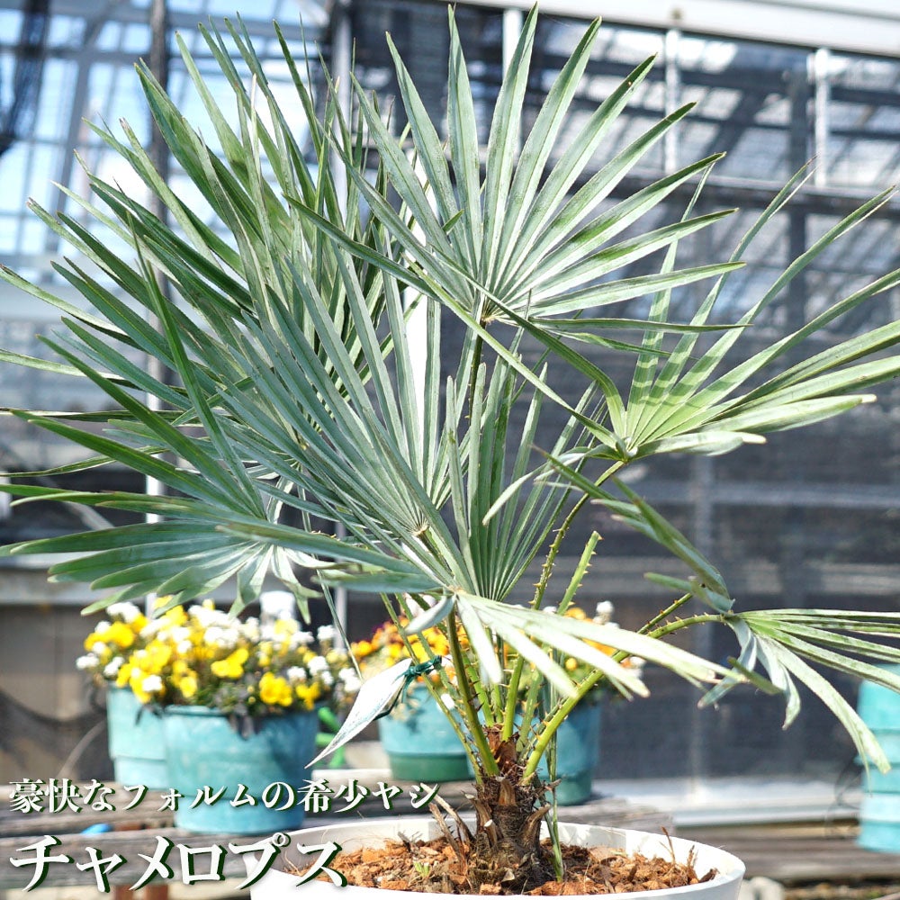 000000084689-01.jpg?size=l&w=