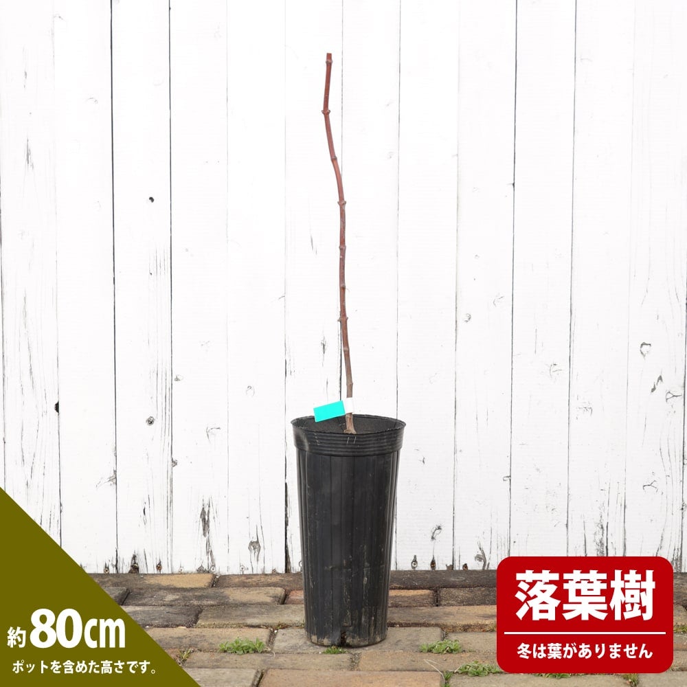 カエデ・もみじ 赤七五三の通販 苗木部 By 花ひろばオンライン