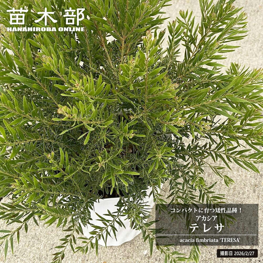 ヤマコウバシ 苗 通販 苗木部 By 花ひろばオンライン